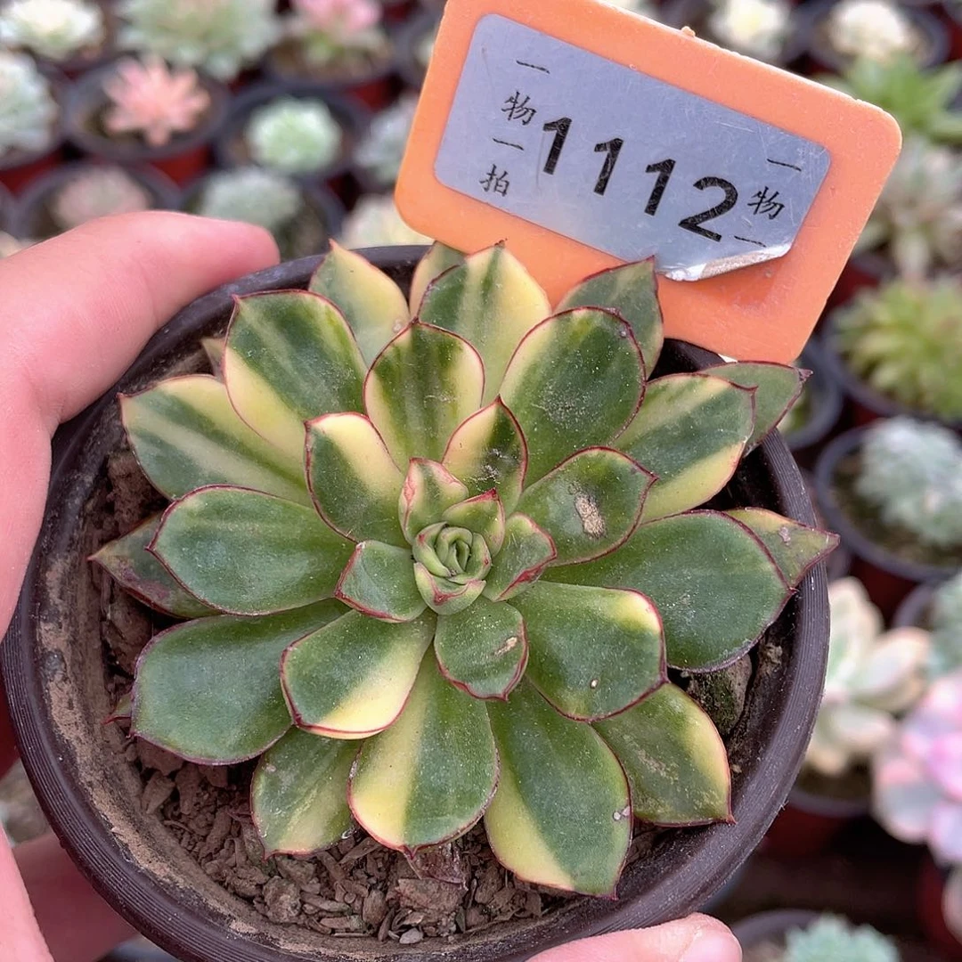 1112户多肉植物盆栽