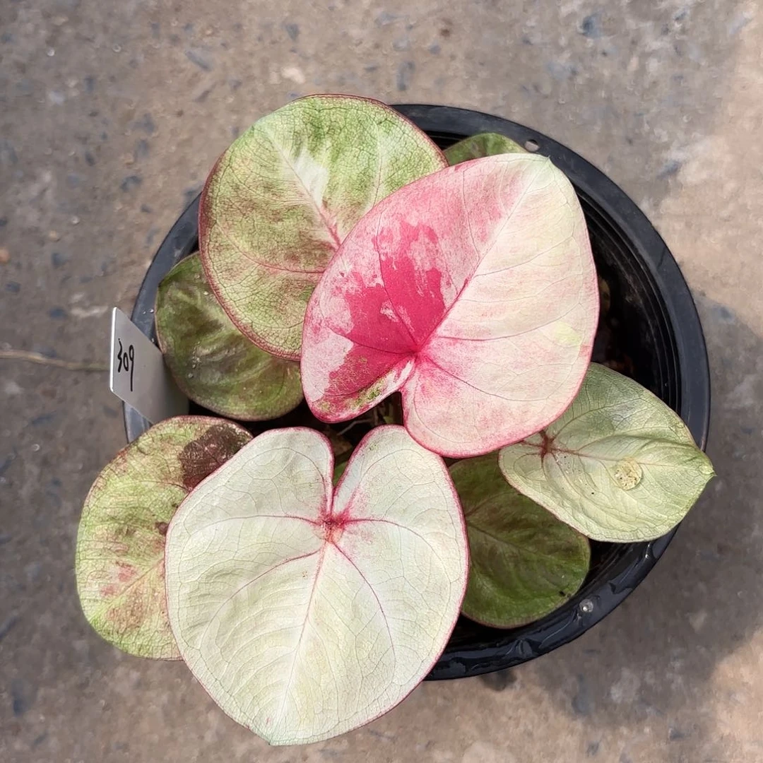 309-0125哈啦吧啦实生彩叶芋泰国发货