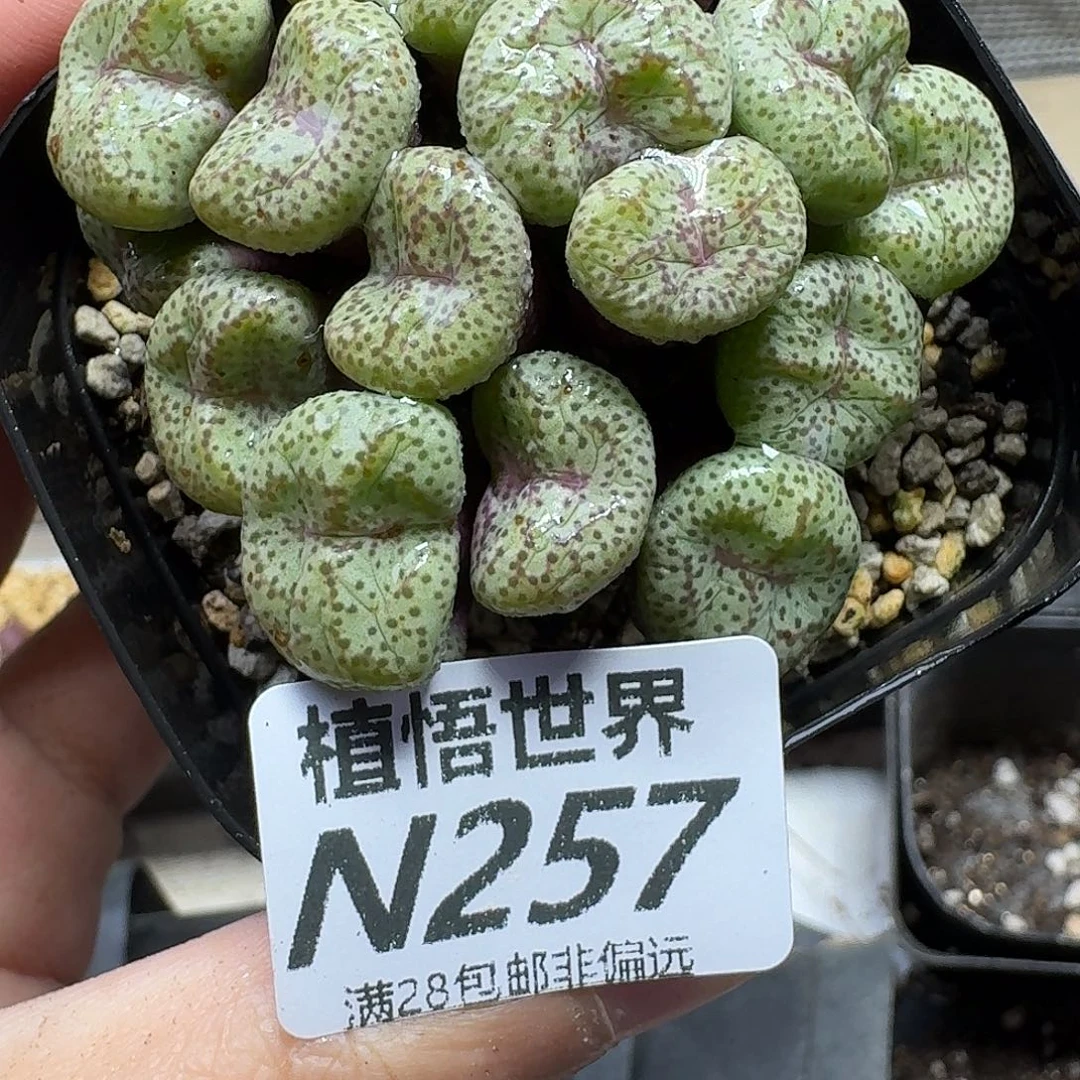 多肉植物的人生fhnn