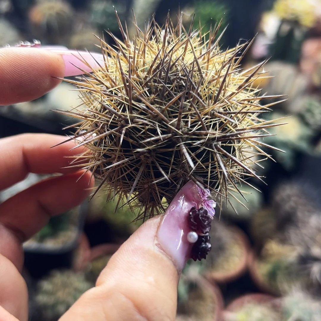 逆龙有根仙人球1111111111