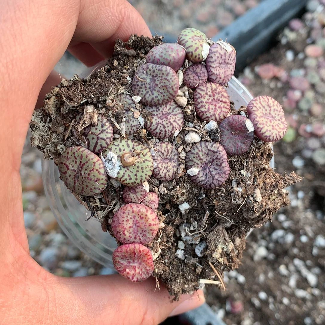 深***觉C129多肉植物保护