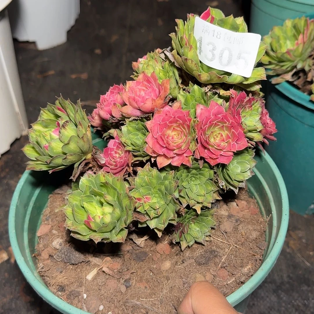 305 知否捧花多肉植物老桩