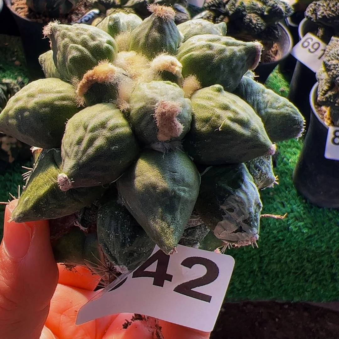 无花朵福利葡萄尤蛋怒842