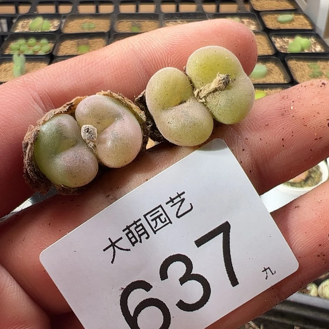 0000一物一拍……637