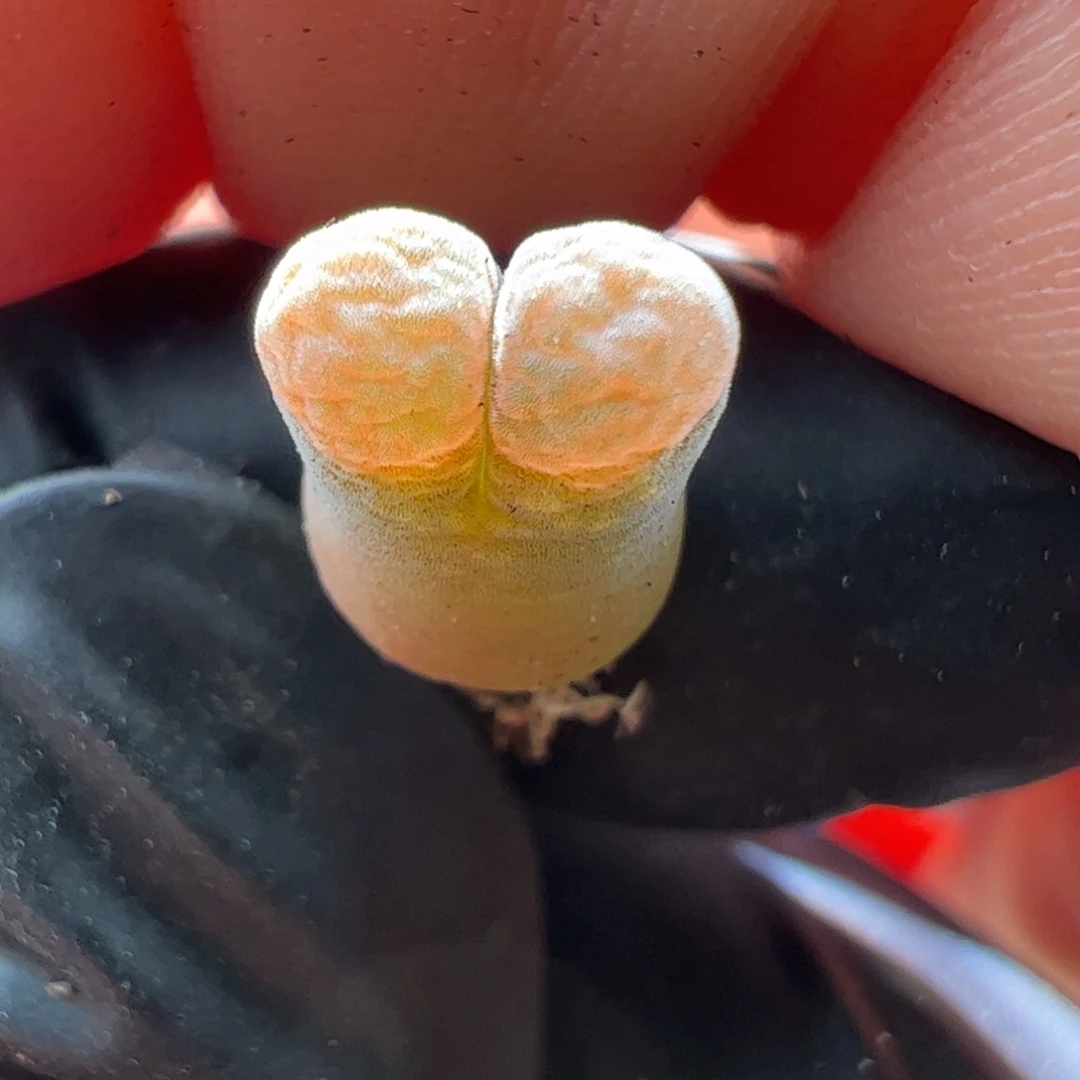 骚粉天鹅绒窗迷你一颗865。