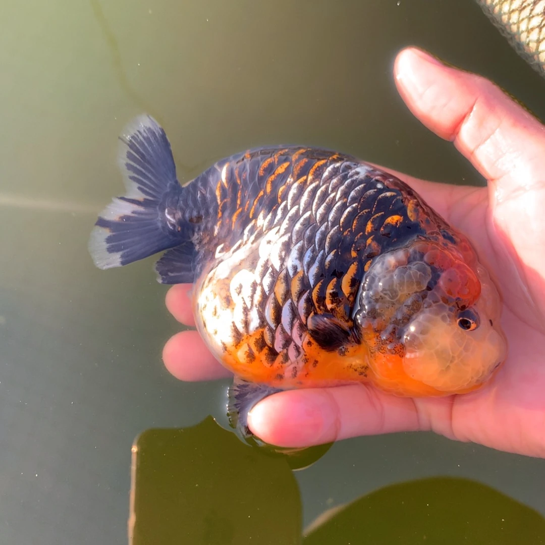 凤***九金鱼特色麒麟兰寿