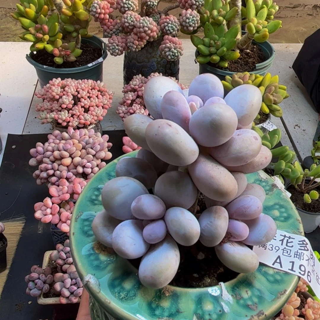 196水光针8cm多肉植物