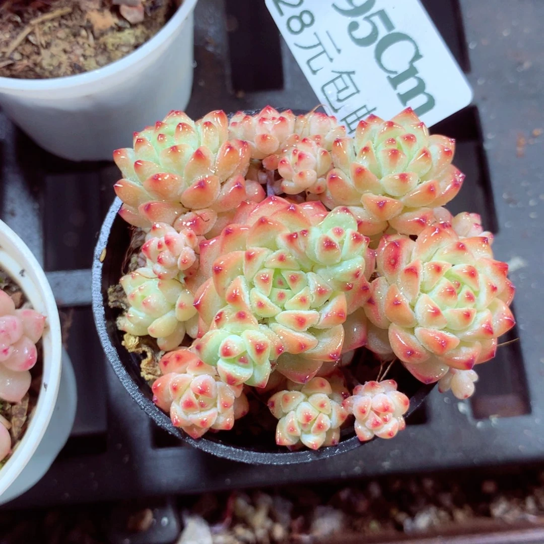 5厘米盆精控多肉595
