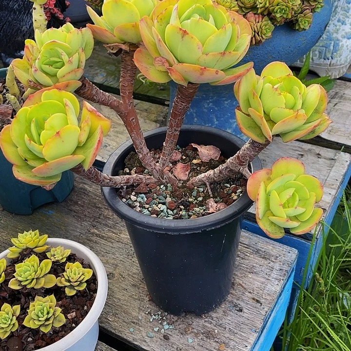 *****多肉植物碧桃发货