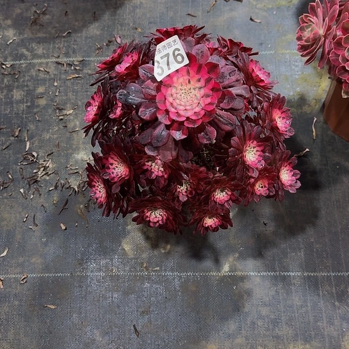 00000000000000000376红彤白