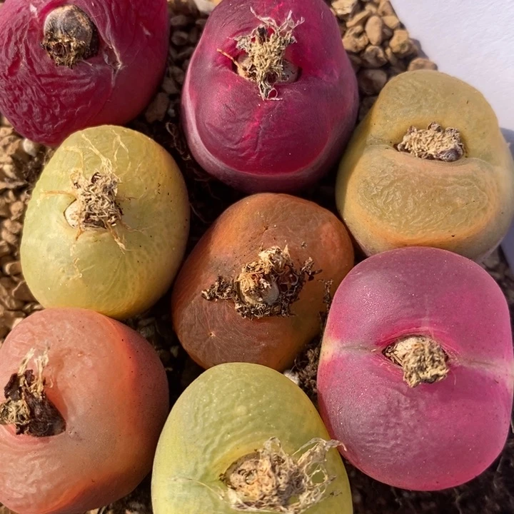 736一组一组一组