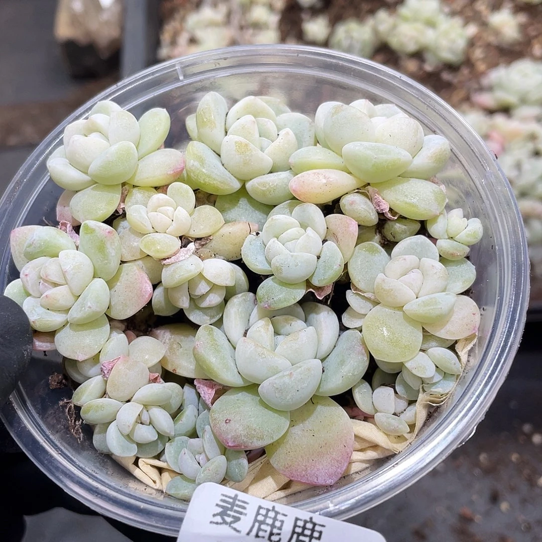 027。 石化白冰。