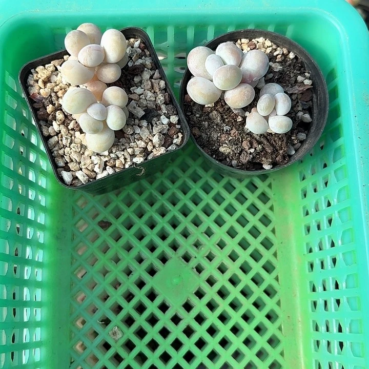 韵*x n z c b z f g 338