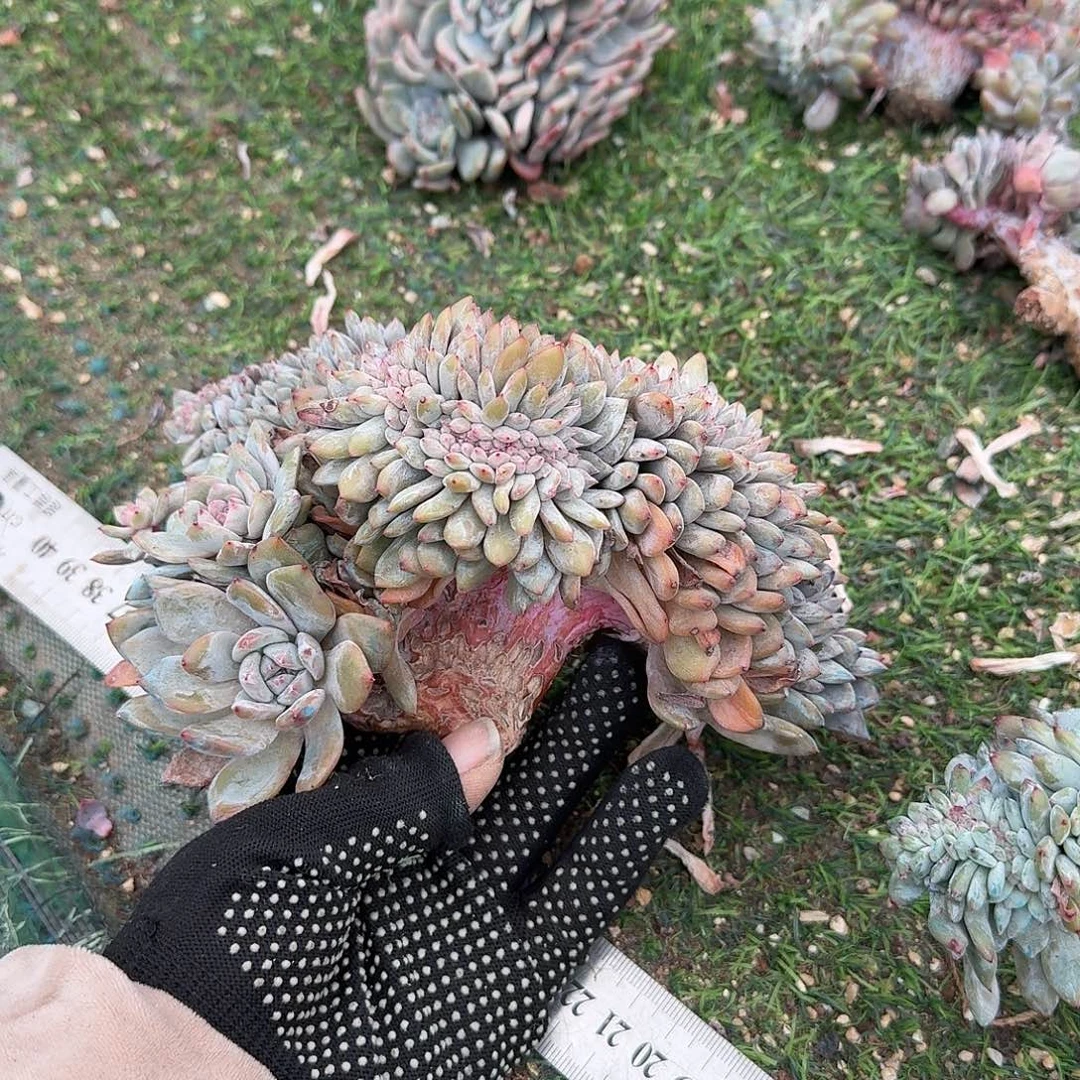 绿底紫心星影缀有底切