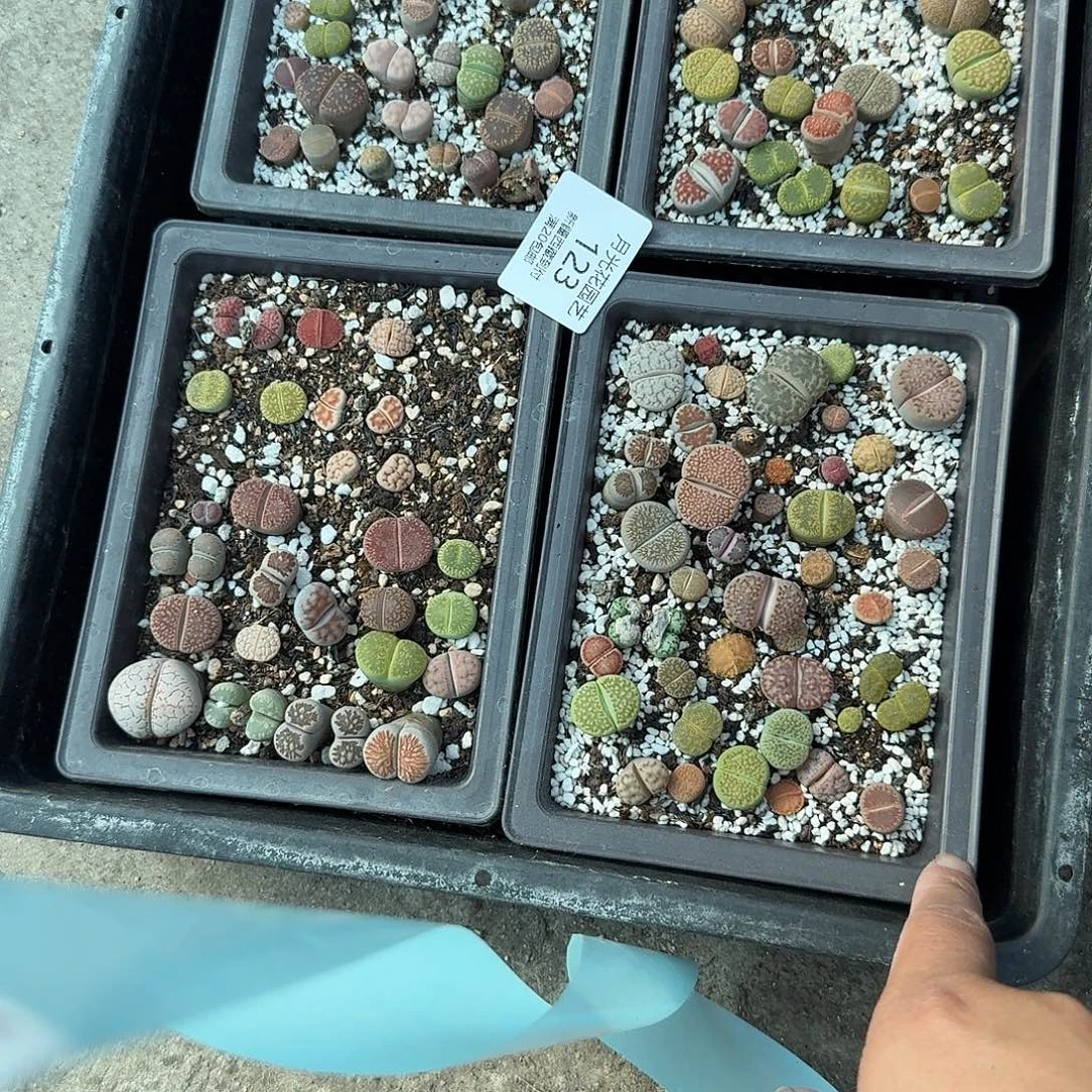 是一个不想被束缚到自己想123这个