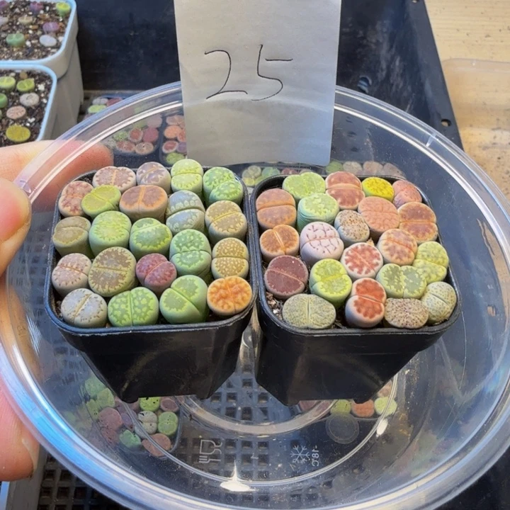 多肉植物的生长发育25