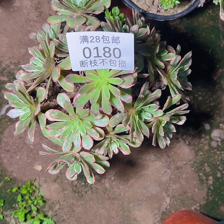 0180粉黛多肉植物