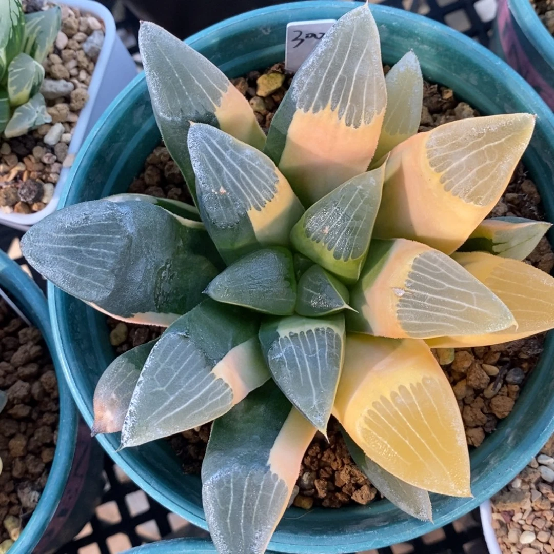 一颗实生大克锦。