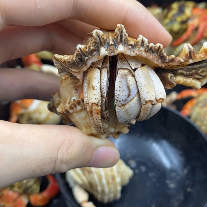 2.5口马岛深紫一只