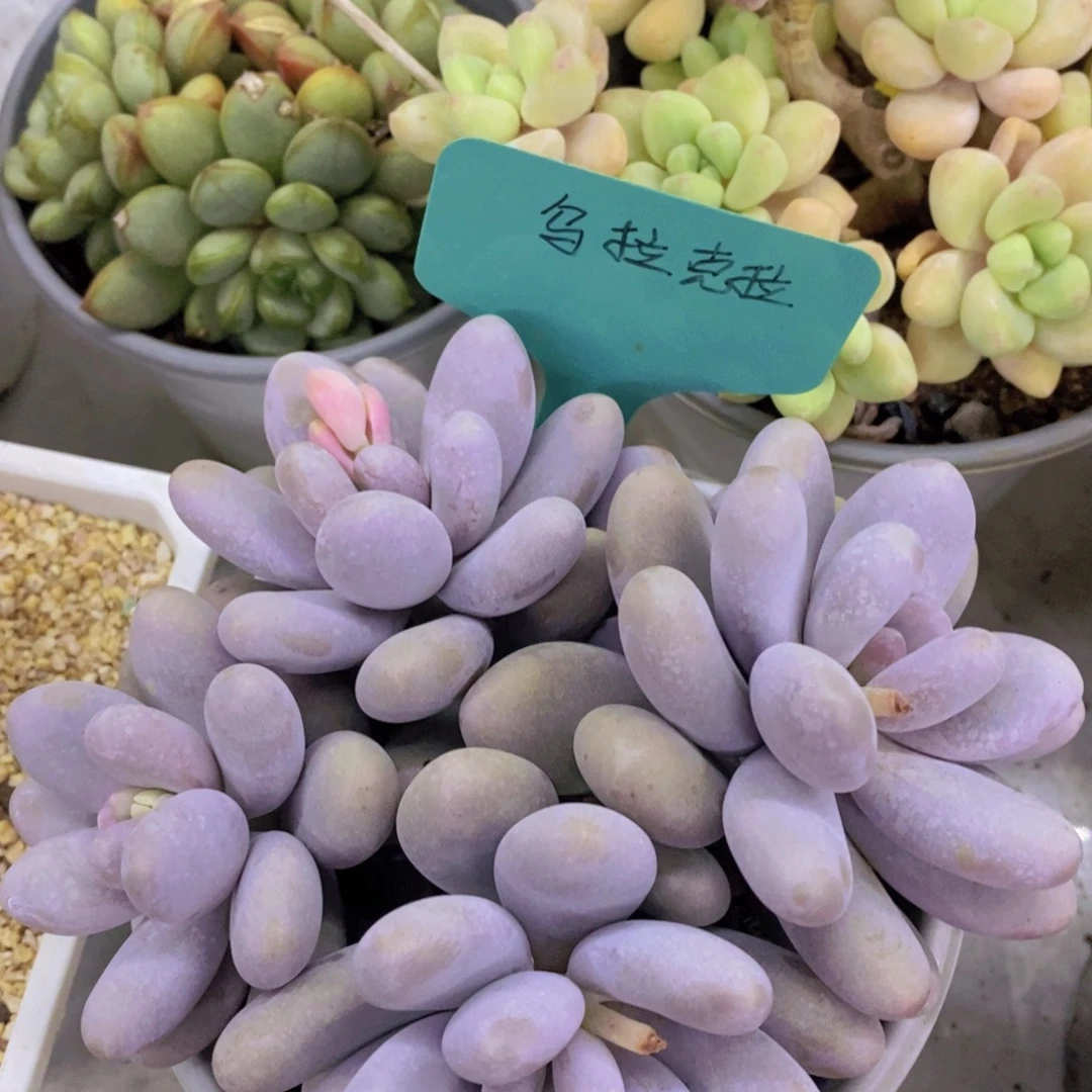 清货场，精品场一物一拍
