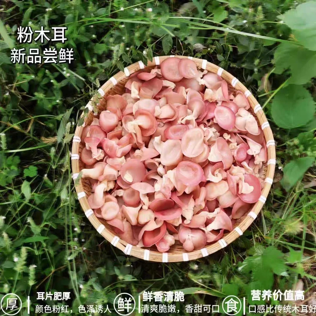 仙居玉木耳白玉木耳粉木耳新鲜现发