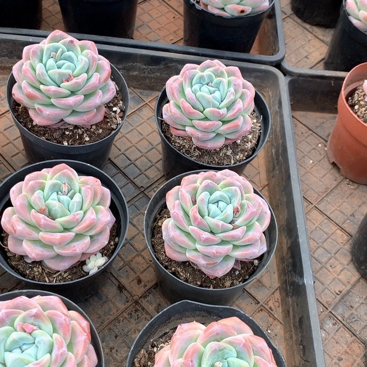 精控老桩冰玉单头两单包邮