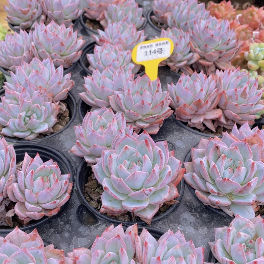 114号 开播福利 韩版粉蓝鸟大双头一个