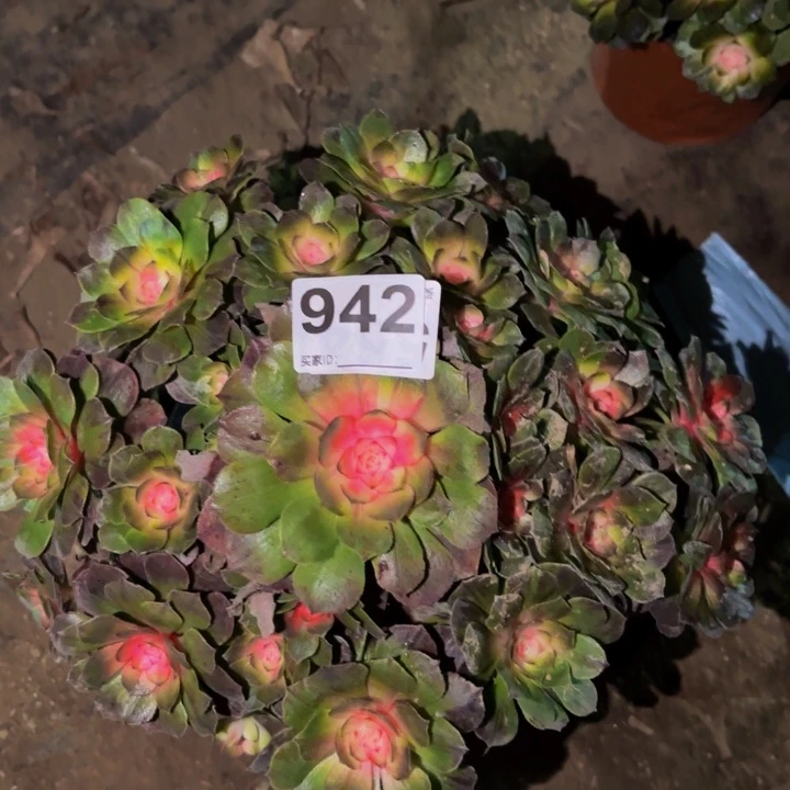 942花月夜多肉植物不售后季节锦
