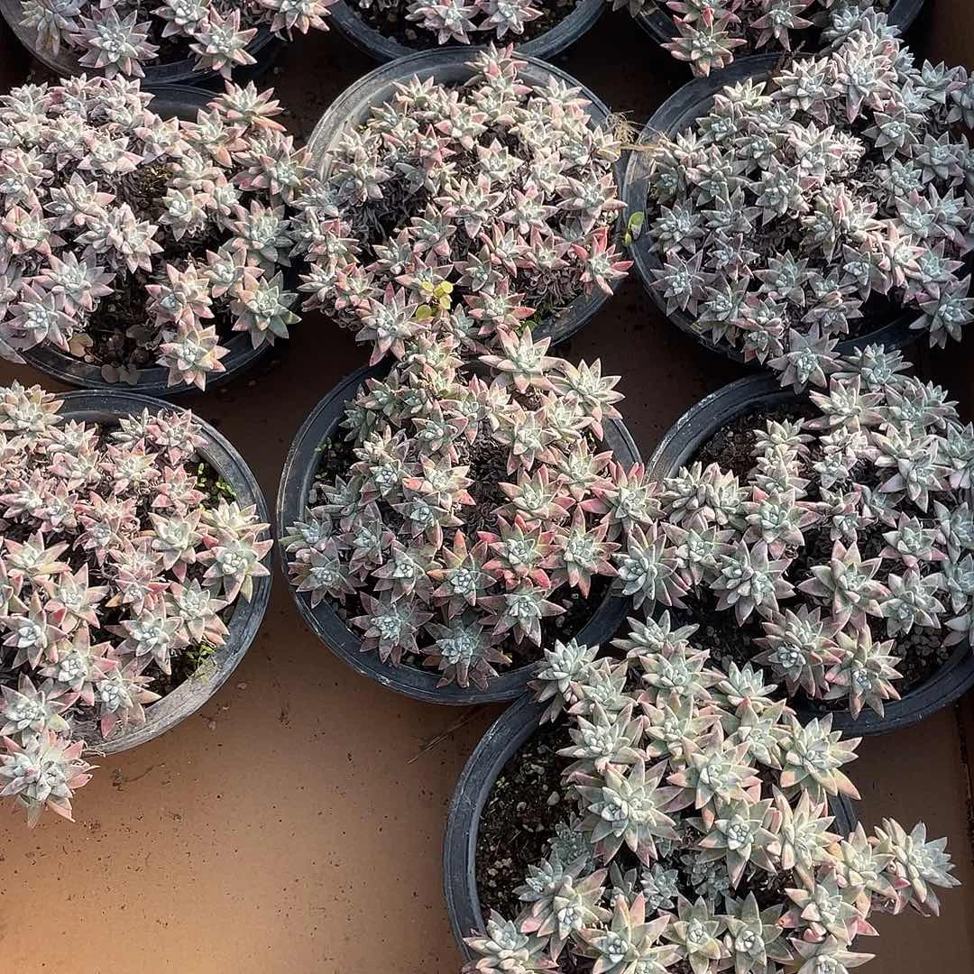 白菊 160盆一物一拍砍头