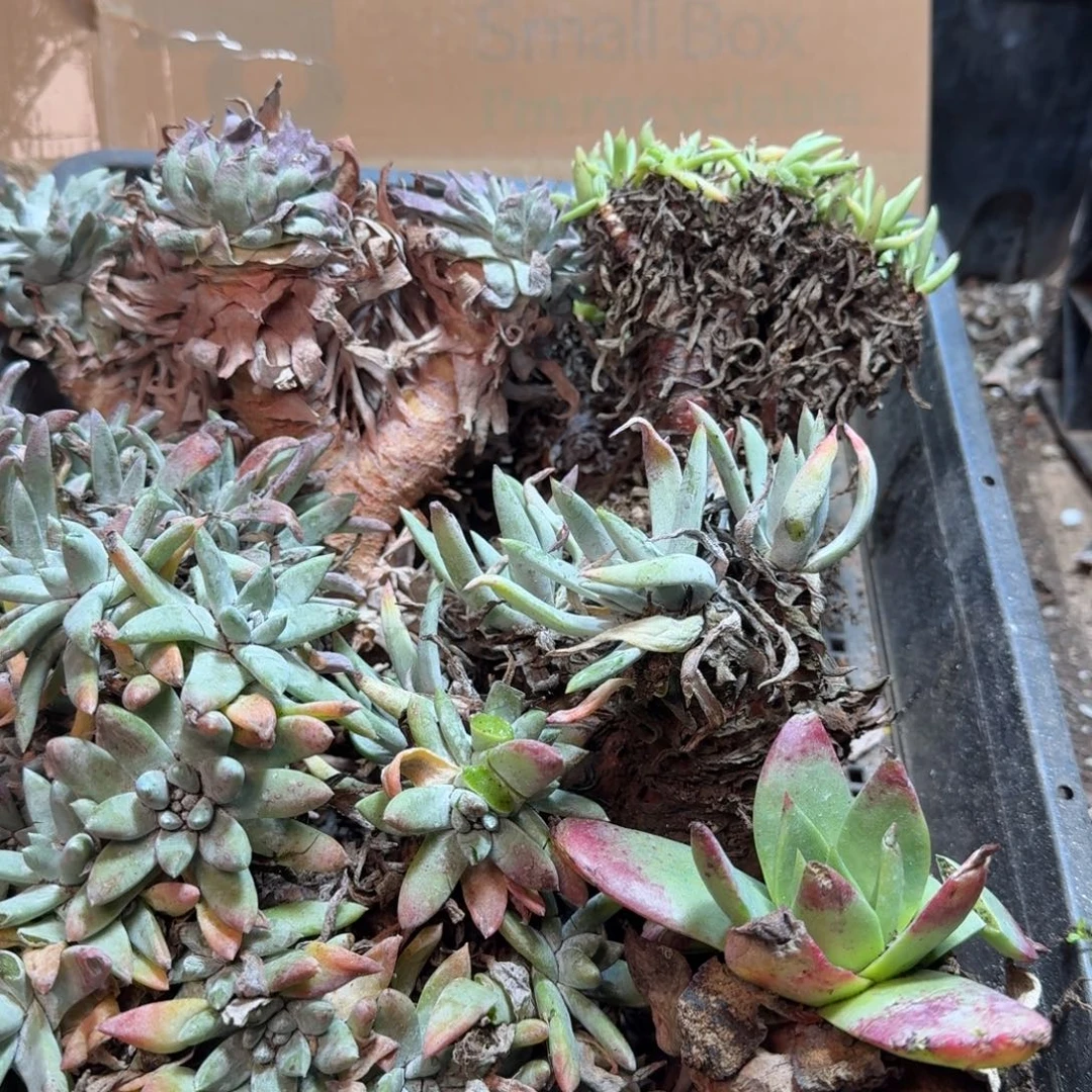 2287瑕疵框拍不售后