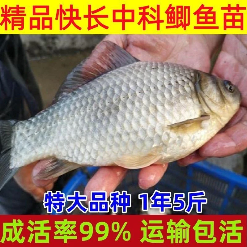 中科五号鲫鱼淡水养殖食用冷水鱼可过冬四倍体鲫鱼观赏鱼饵料鱼