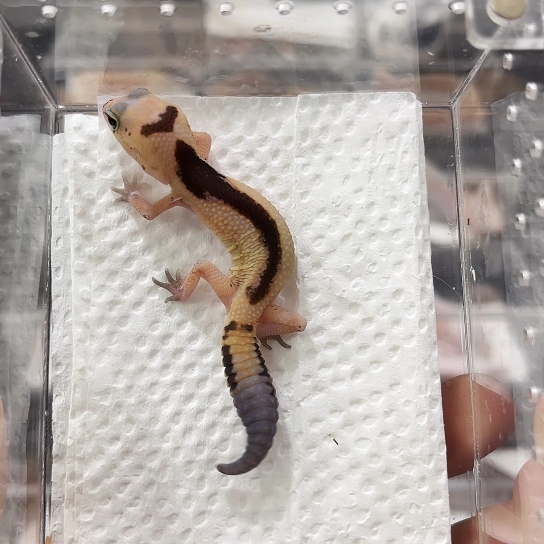 肥尾守宫奶牛祖鲁隐幽灵奥利奥