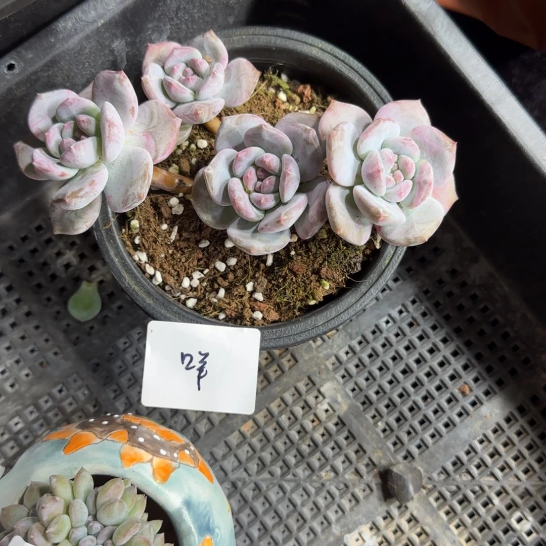****只4颗一起一物一拍星影