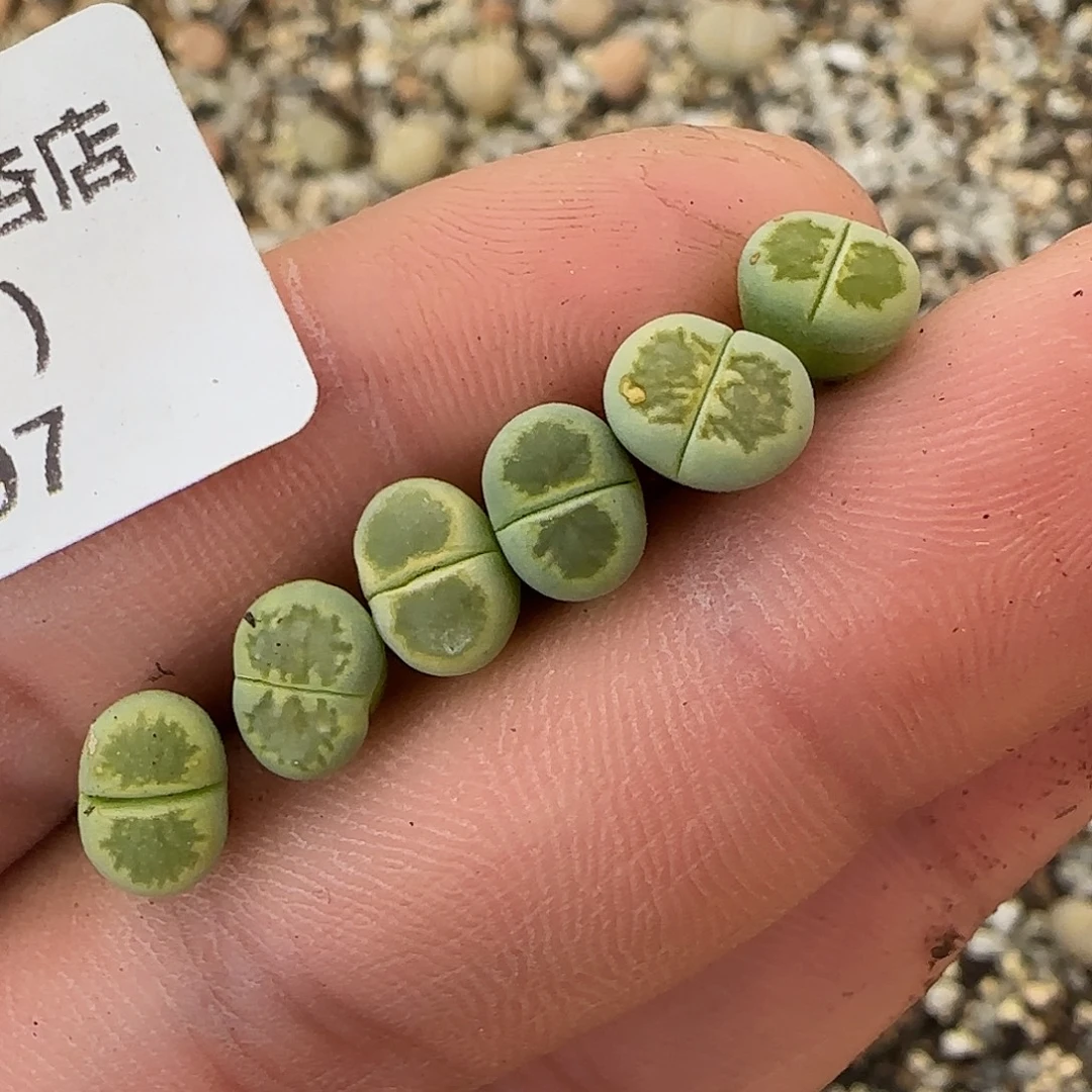 8797。默认脱土。18包邮。偏远88包邮