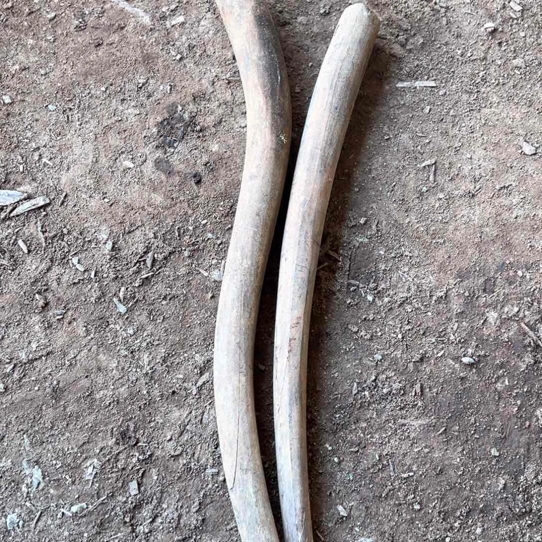 交趾黄檀（大红酸枝）?****?