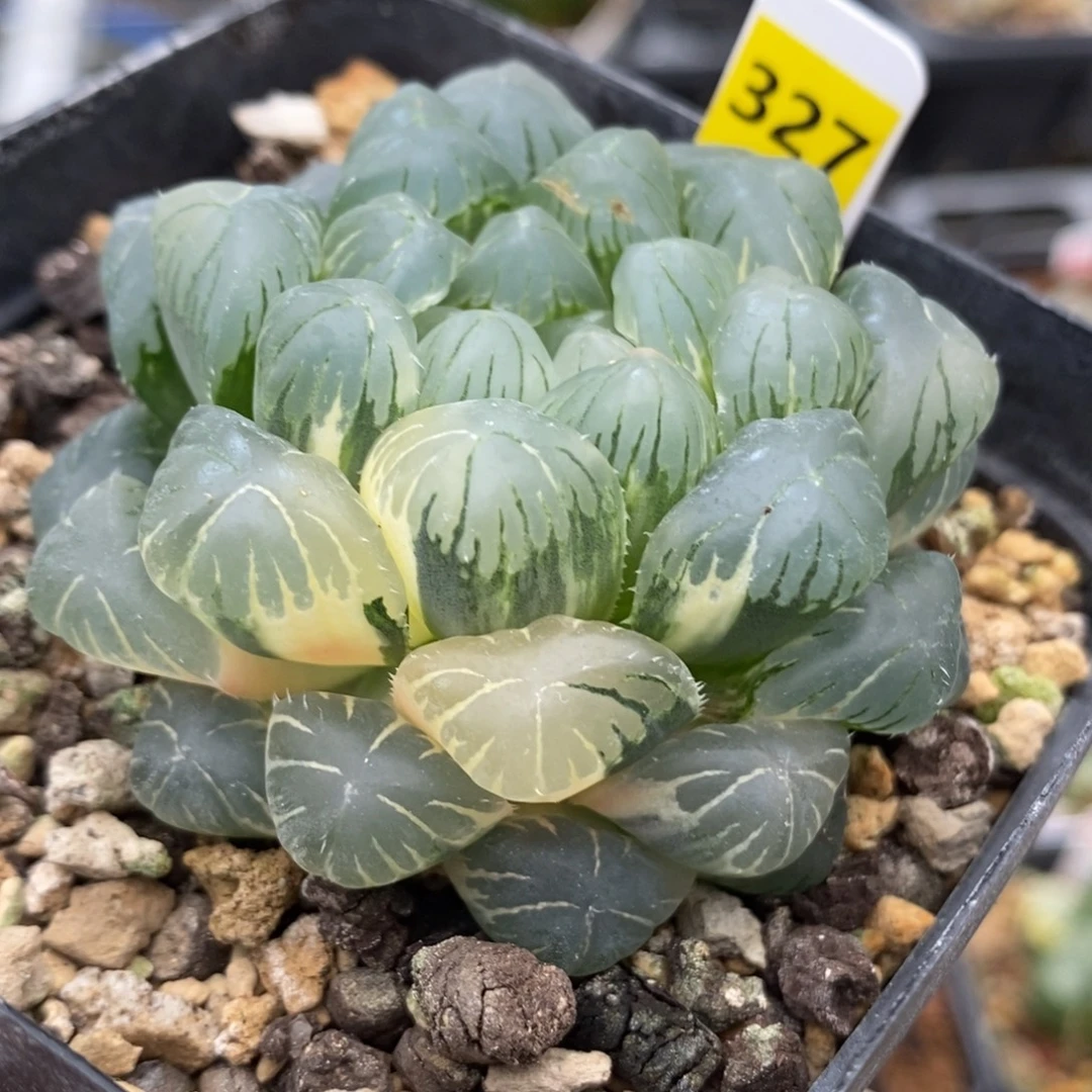 327湖水玉露锦一物一拍