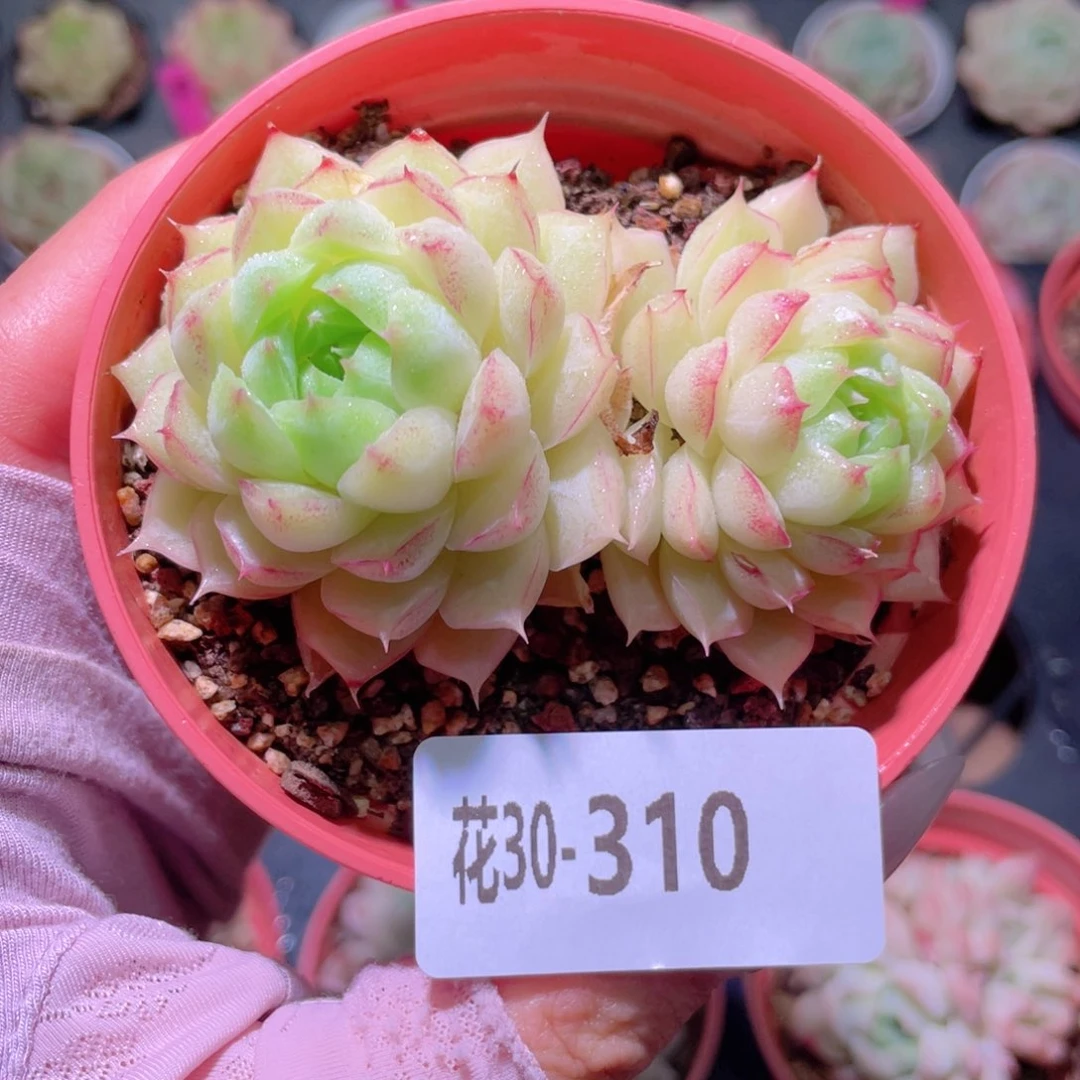 花利美30-310女王玫瑰