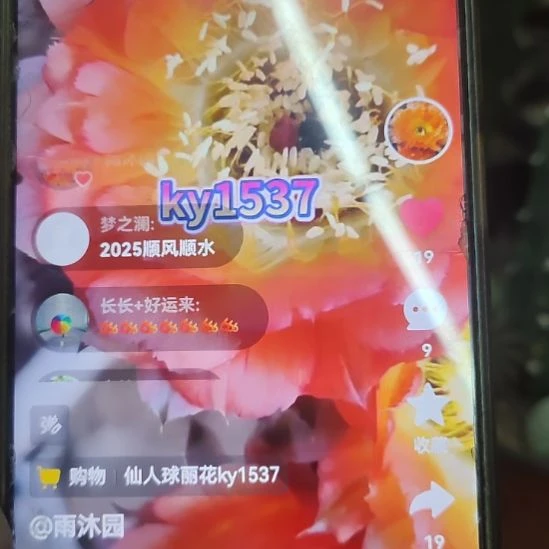 仙人球丽花ky1537侧芽