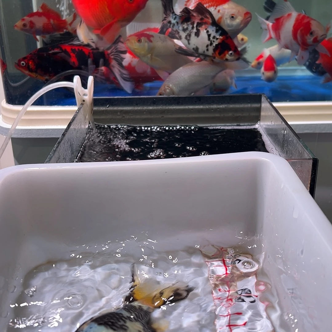 一***。海水观赏鱼福利多多啊