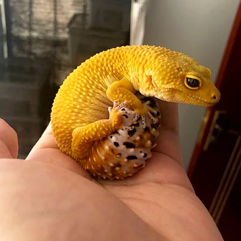 豹纹守宫入门爬宠蜥蜴小火龙可爱小宠