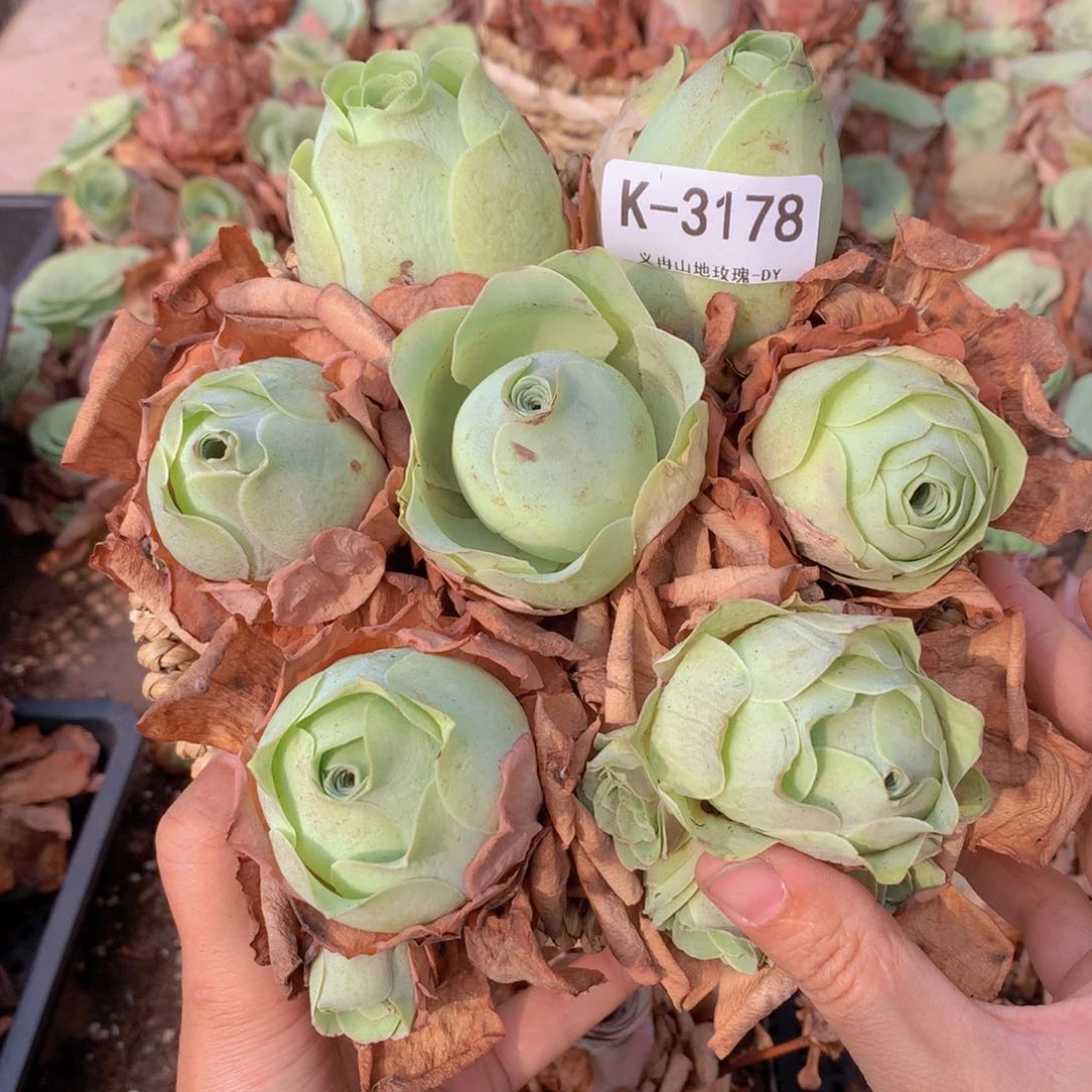 3178带篮子大包子7颗