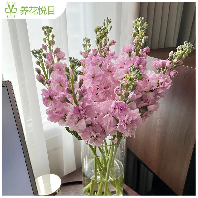 【养花悦目】【紫罗兰】花语是永恒的美与爱，我将永远忠诚，爱情与浪漫