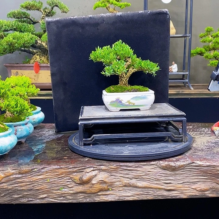 无花朵黄杨盆景四季常青