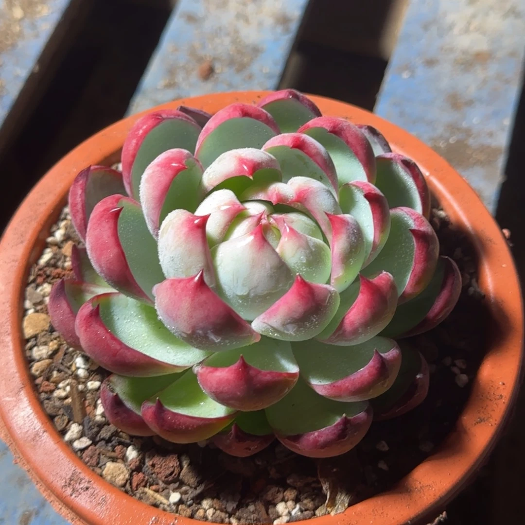 惊鸿一物一拍包装收缩花旱