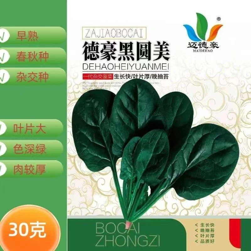 菠菜种子  德豪黑圆美  杂交一代耐热耐寒油绿抗病晚抽春秋冬基地