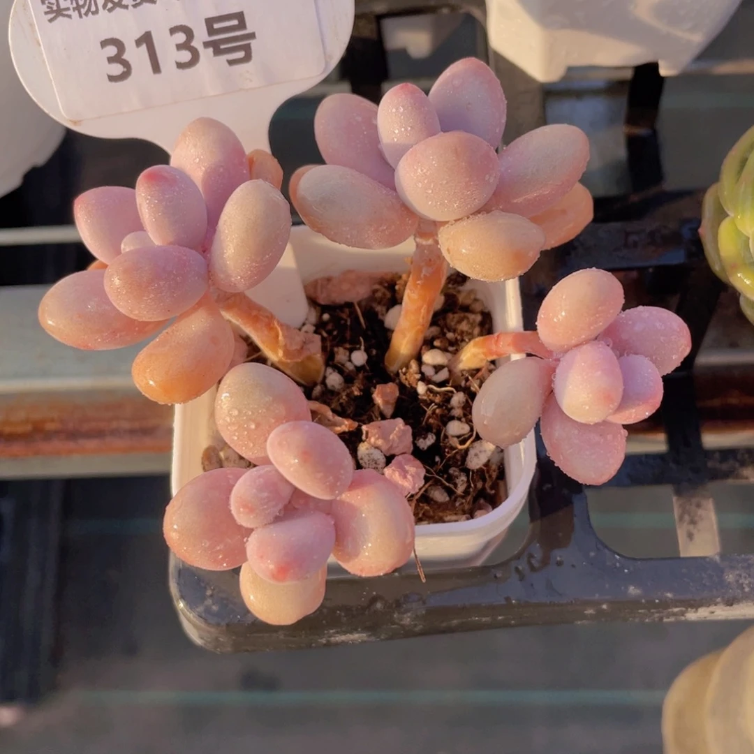 313号 四头粉桃蛋群