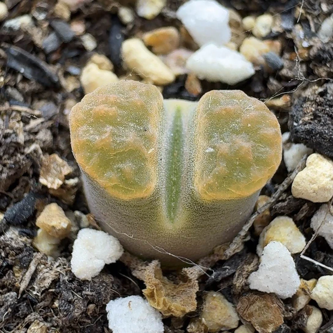 老马生石花磁铁1370