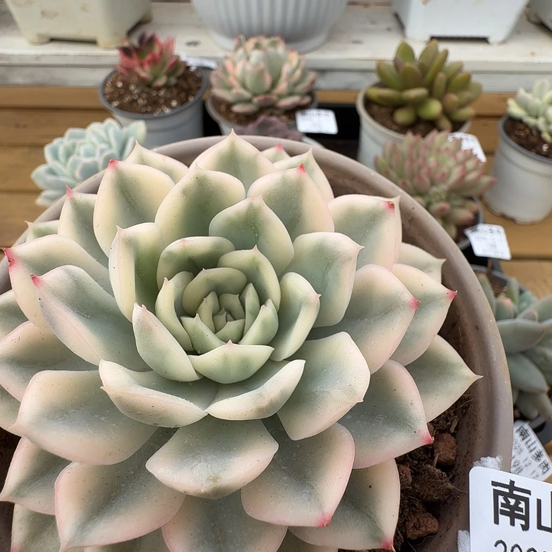 月亮仙子锦111217-201