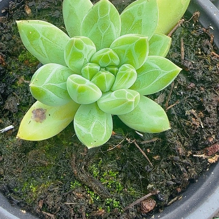 暗纹美人549多肉植物