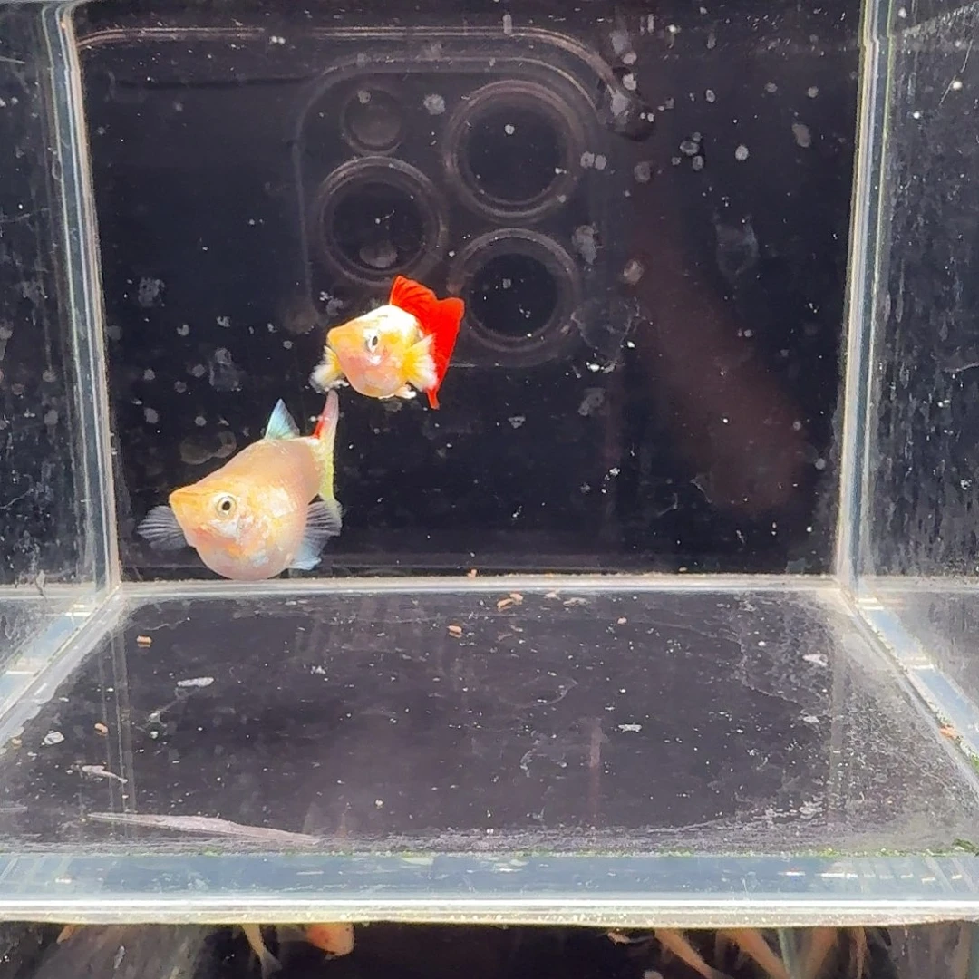 孔雀鱼圣诞短球1对